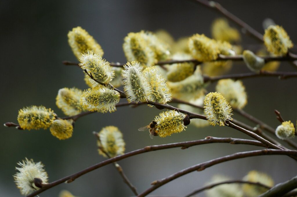 Willow a plant you can't kill