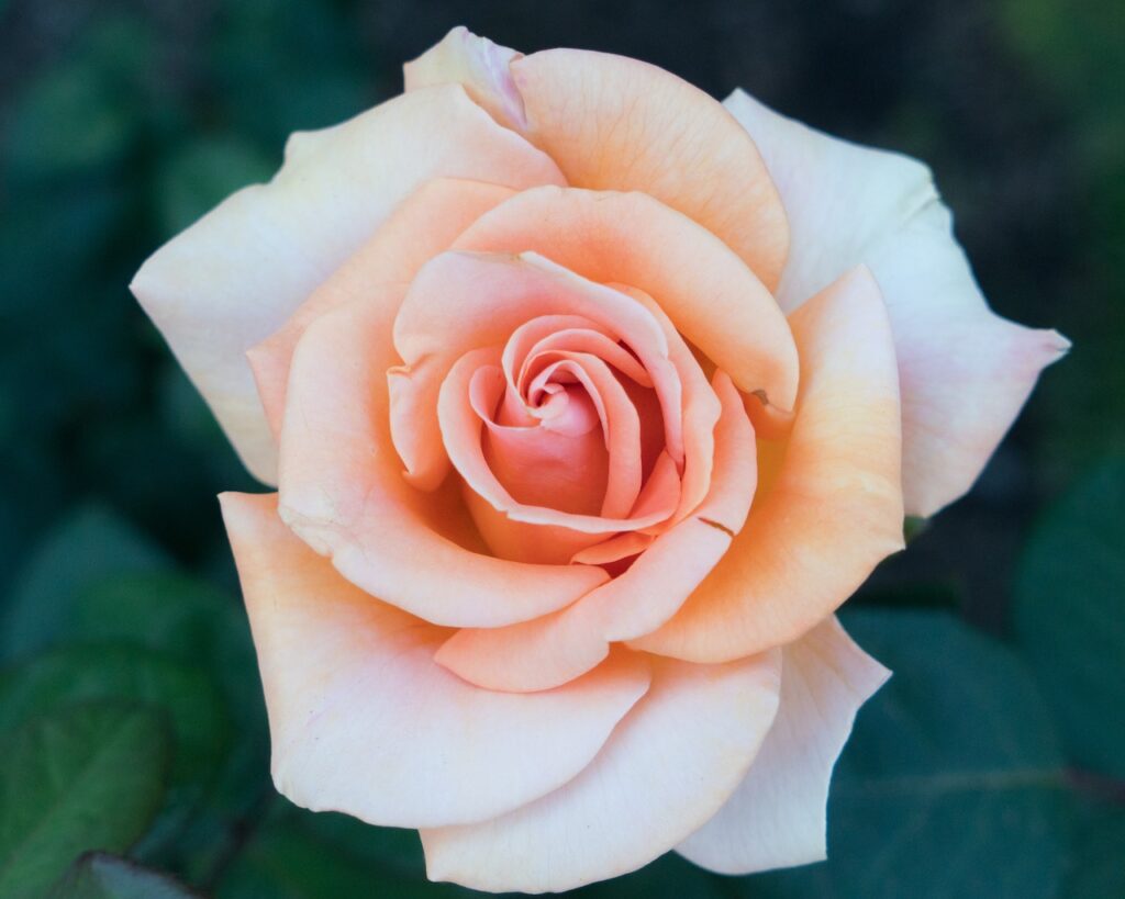 A hybrid tea rose