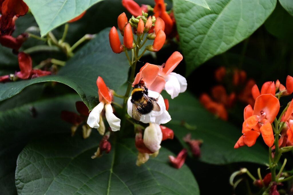 A bee on runner beans