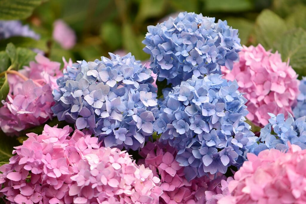 Hydrangea pruning guide