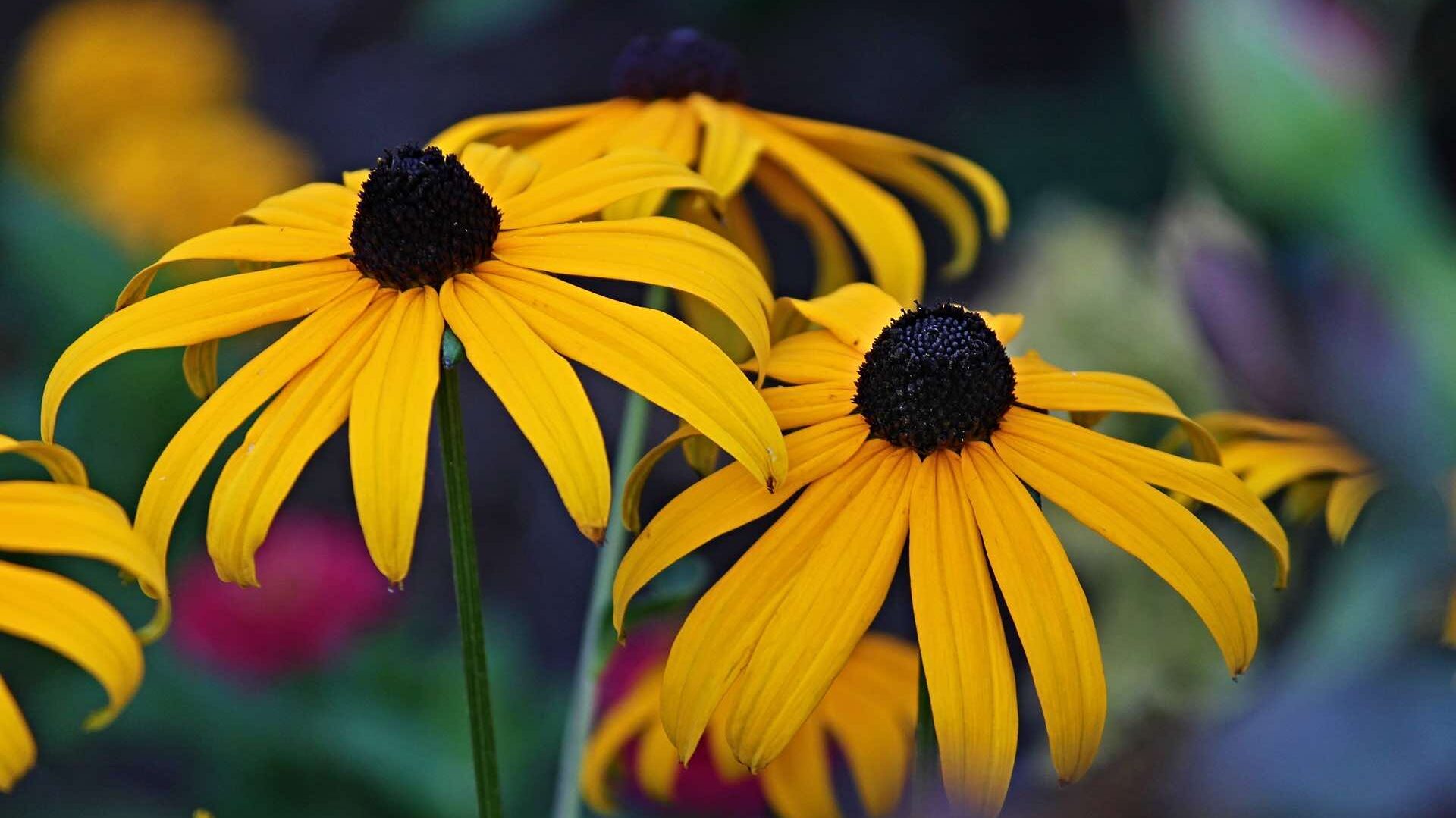 Rudbeckia flowers in a garden design garden ninja