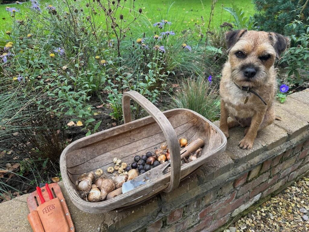 Autumn bulbs planting