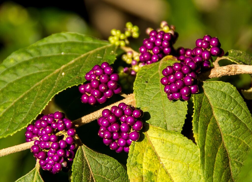 Callicarpa berries