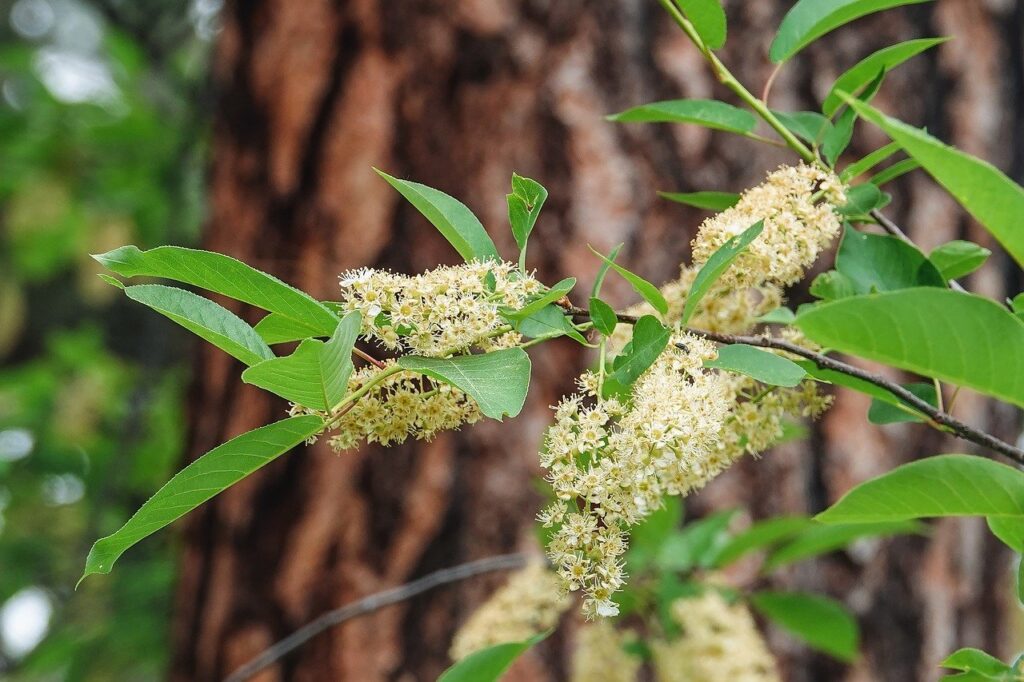 Clethra shrub