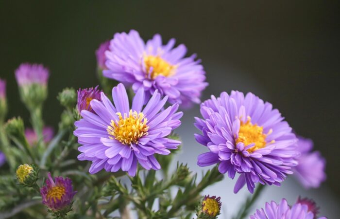 A low maintenance garden