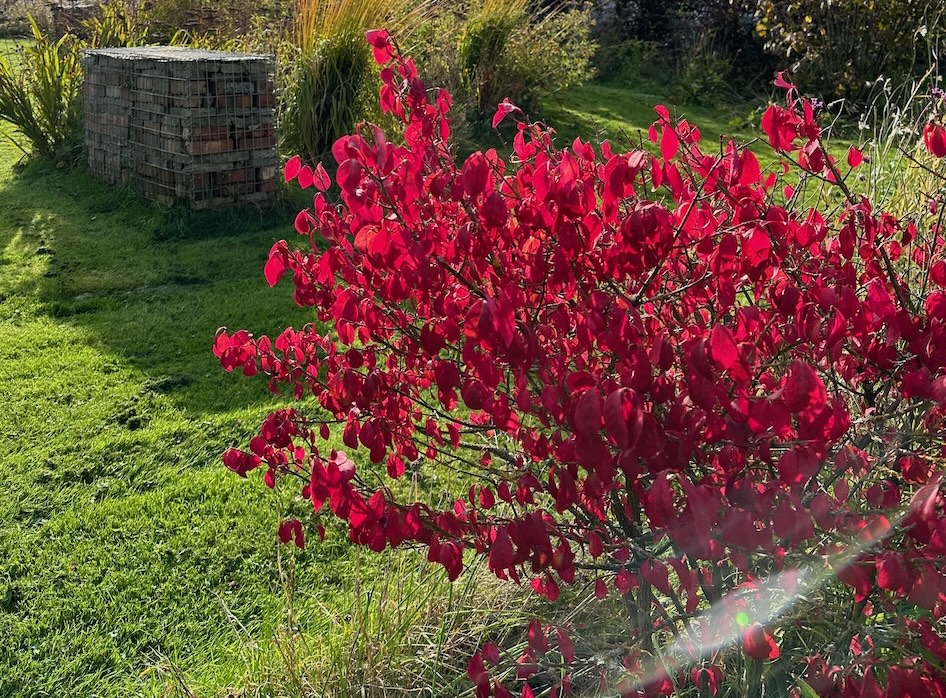 The burning bush Autumn shrubs