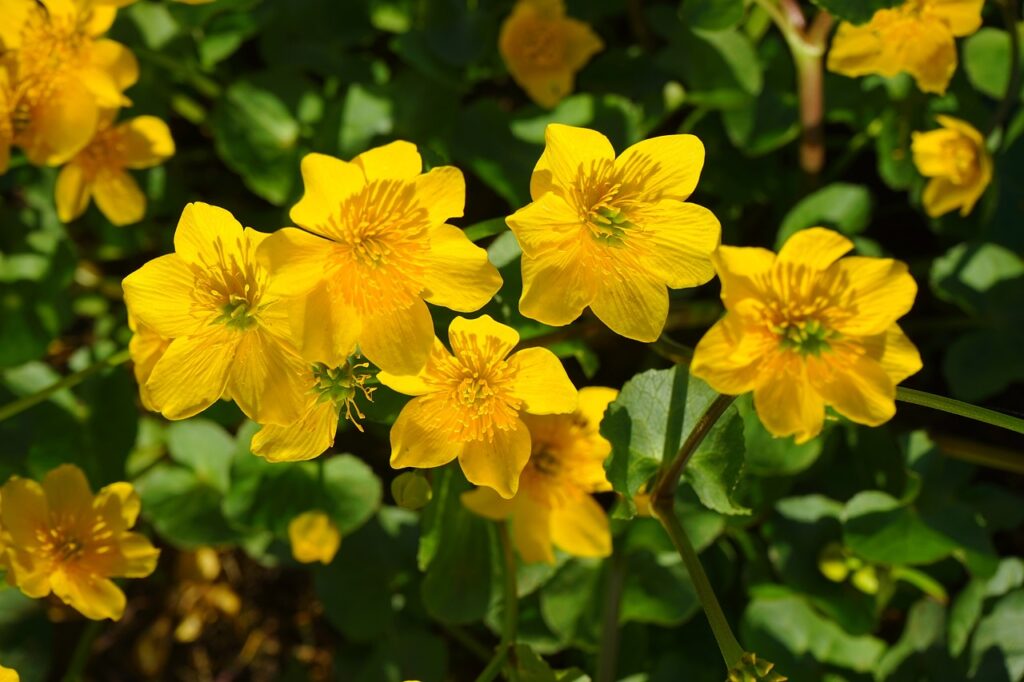 Bog garden plants