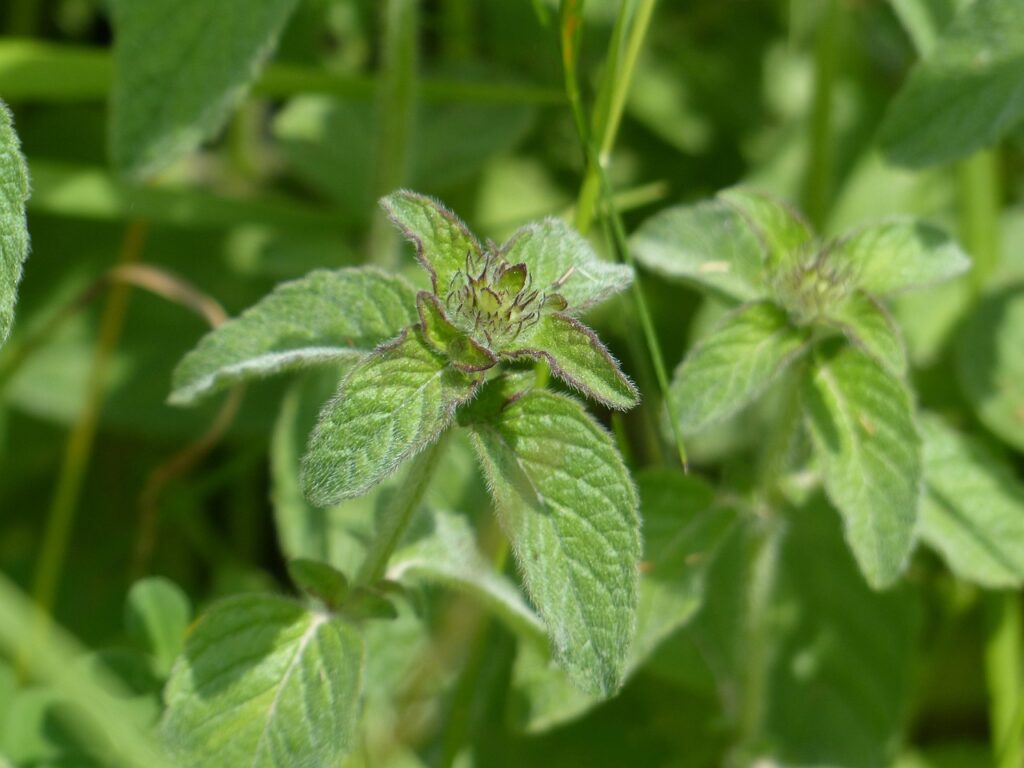 Mint leaves in a pond