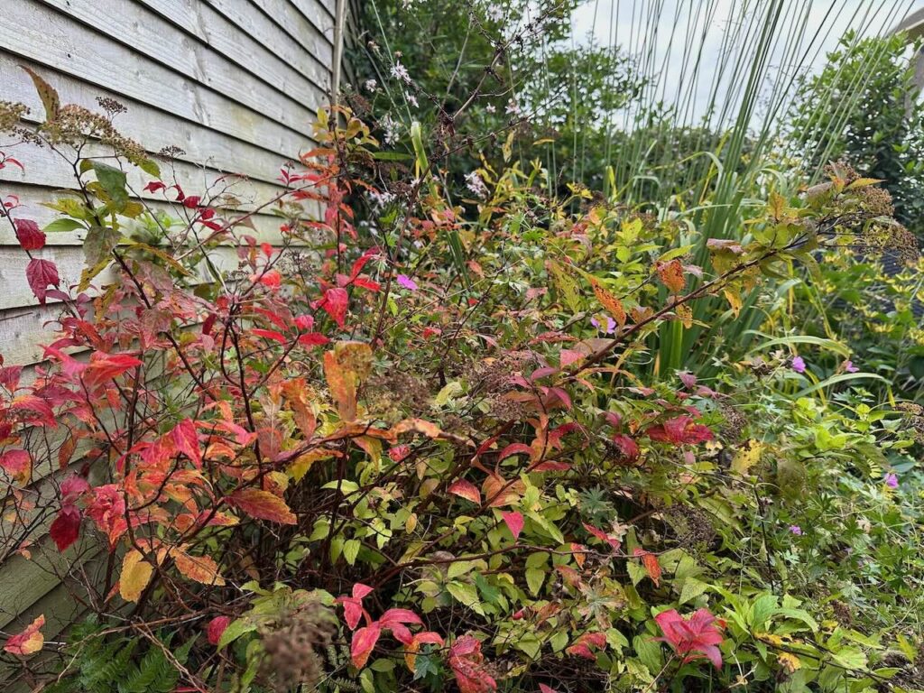 Spiraea in autumn