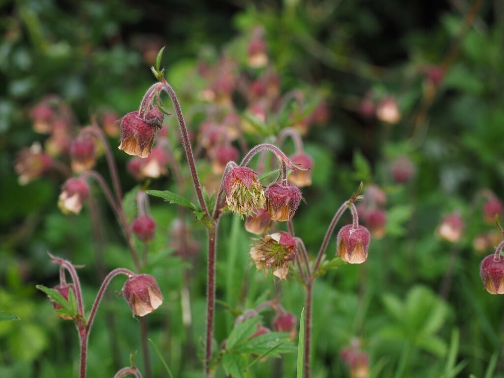 Geum water avens bog plant