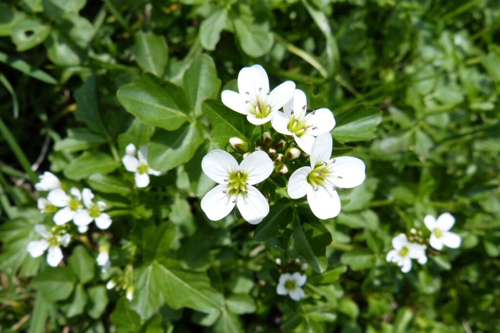 Wet soil plants water cress