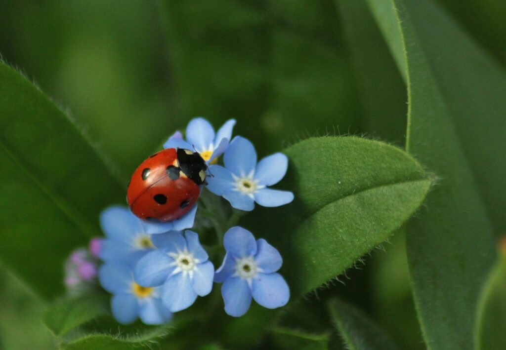 Forget me not bog garden guide