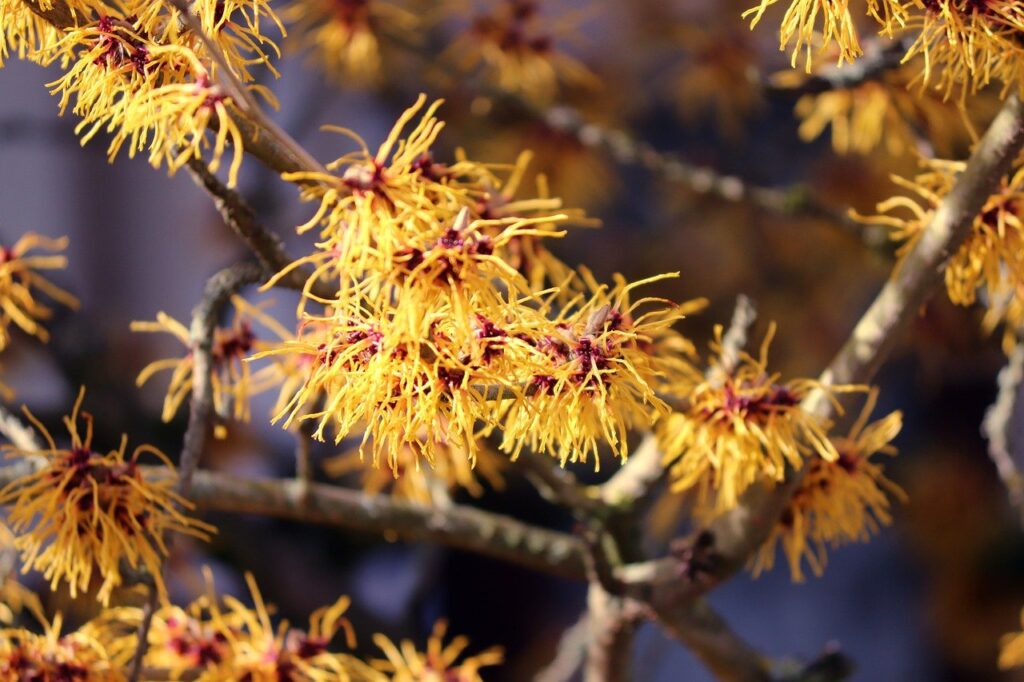 Autumn shrub witch hazel