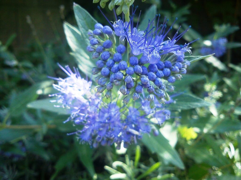 Bluebeard autumn shrub