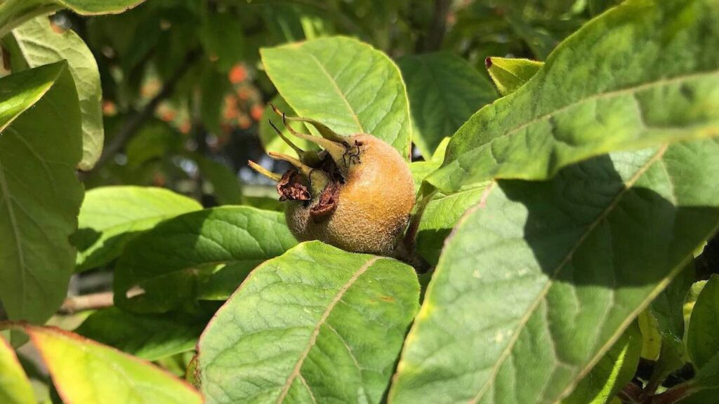 A medlar on a tree