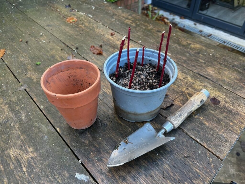 A table with prepared hardwood cuttings