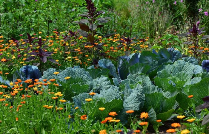 A row of crops in rotation