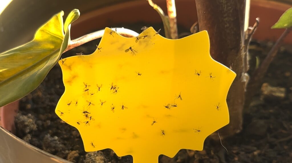 how to get rid of fungus gnats