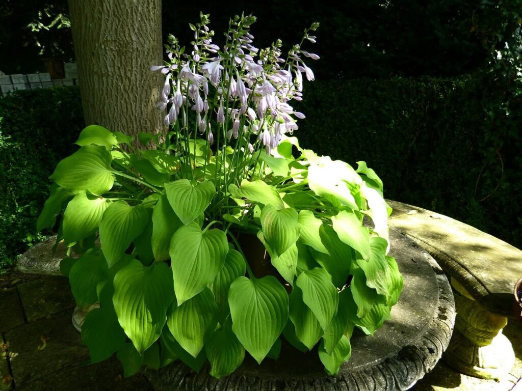 A hosta growing under a tree