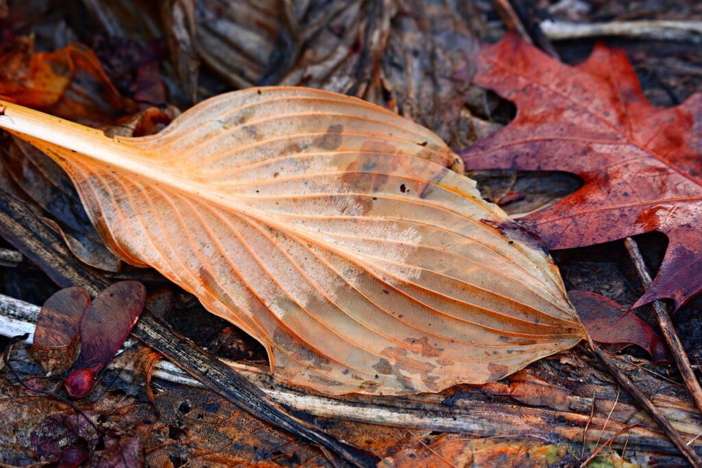 Hosta pests and diseases