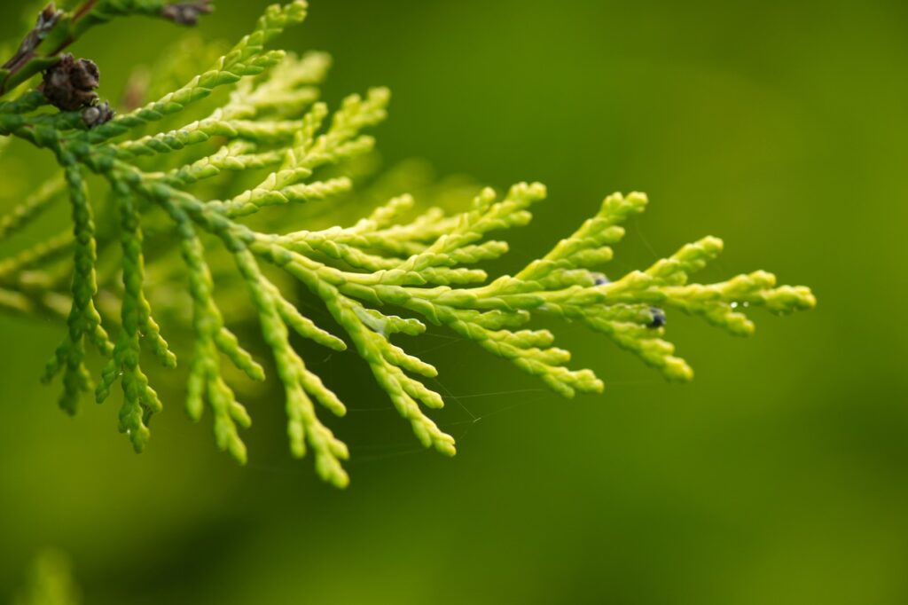 How to prune conifers