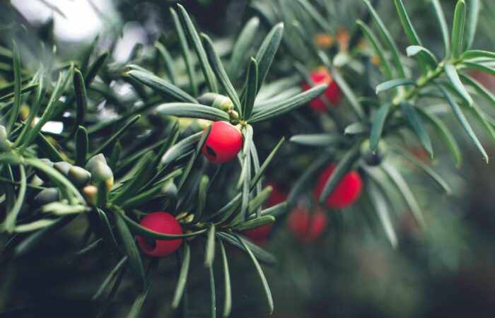 Yew pruning