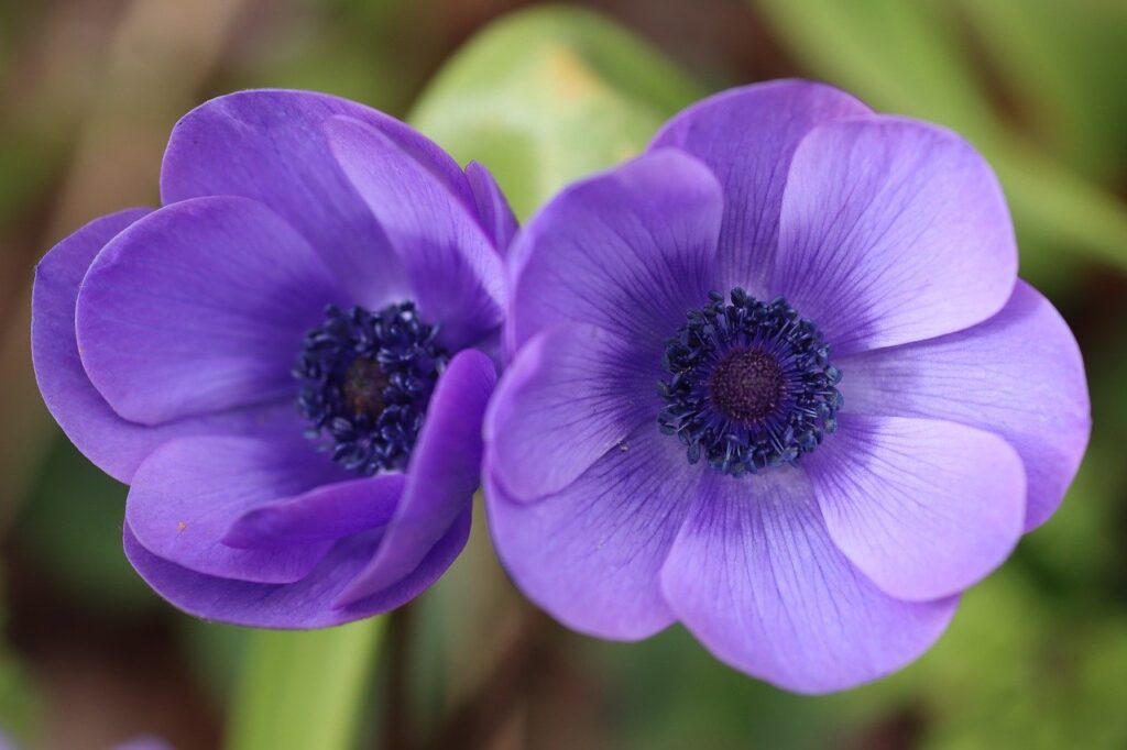 Anemone wedding bouquet flower