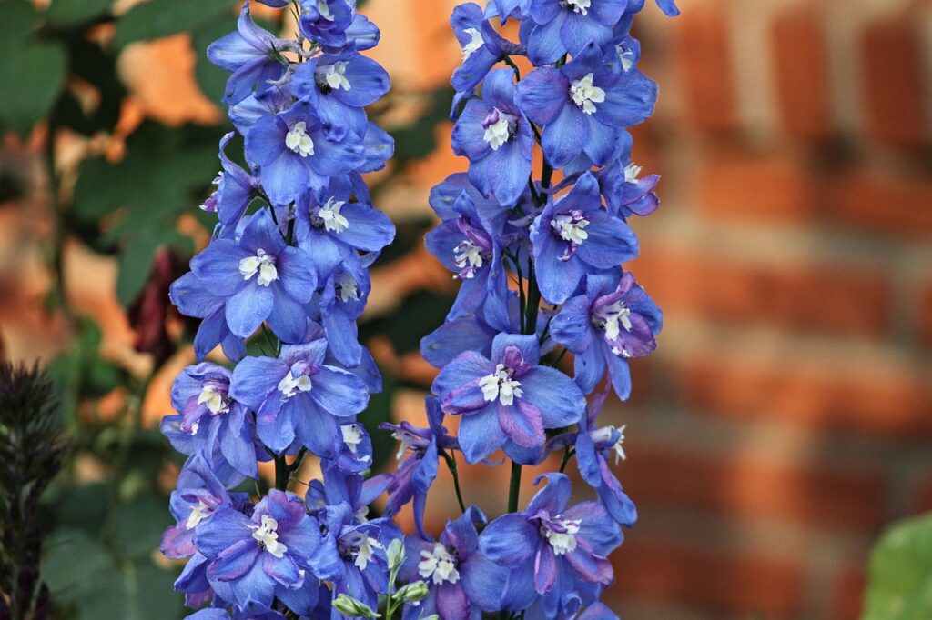 Delphinium wedding bouquet flower