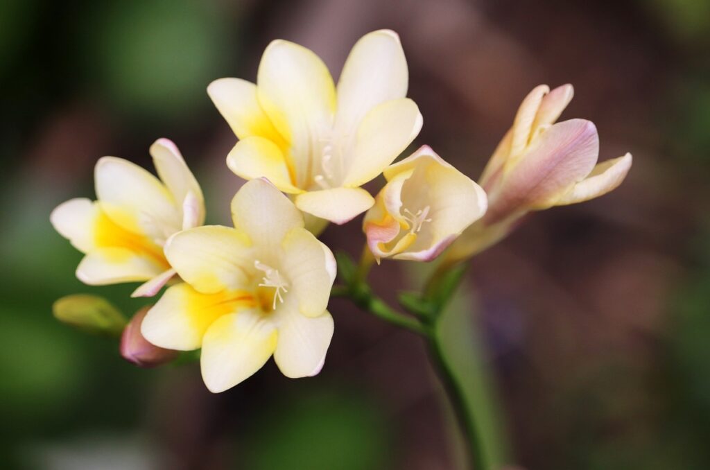 Freesias wedding bouquet flower