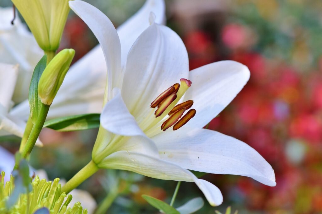 Lilies wedding flower guide