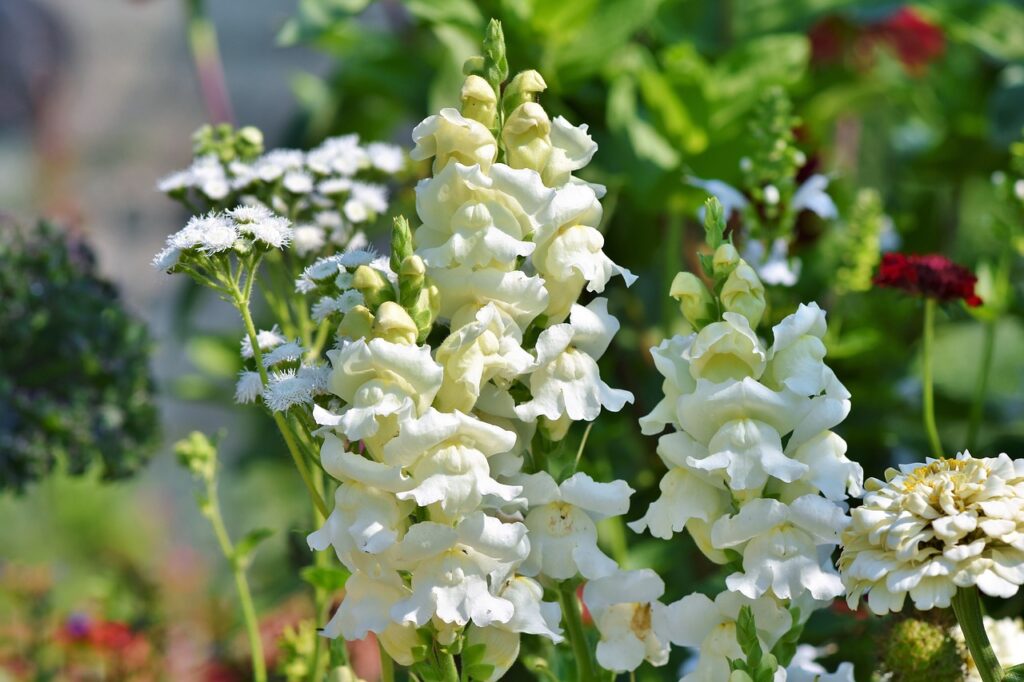 Snapdragon wedding bouquet flowers