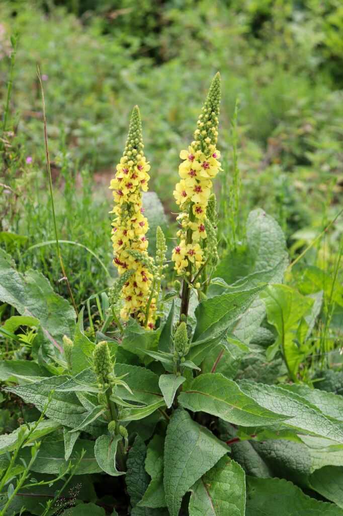 Prairie planting ideas