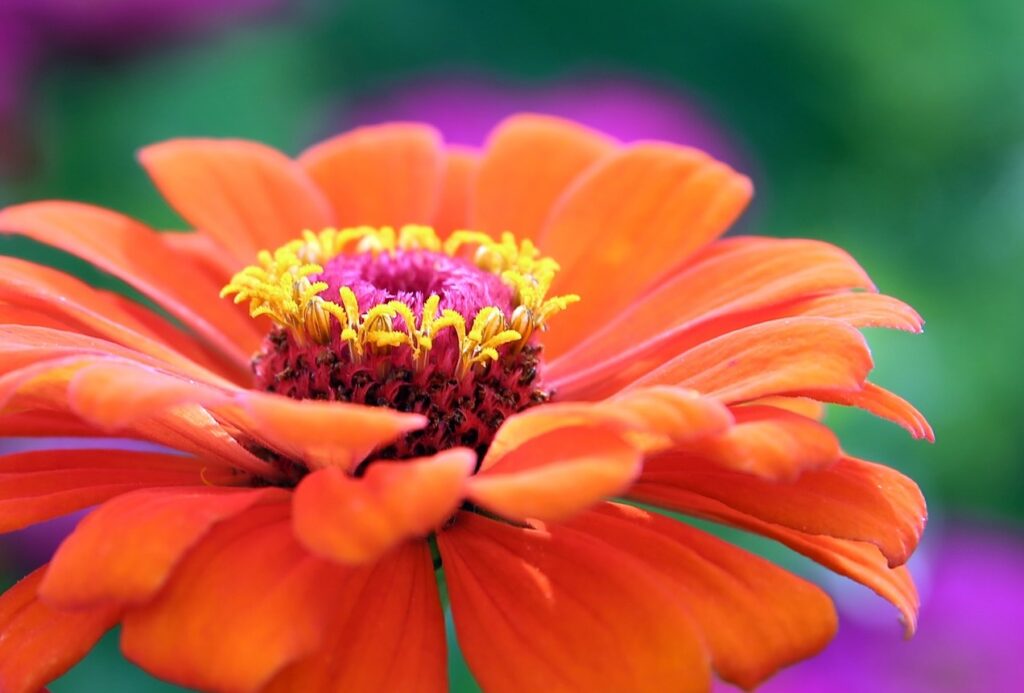 How to grow zinnias