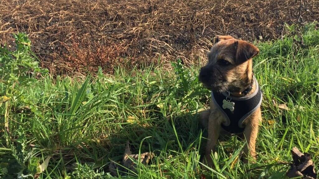 Barry the border terrier looking out over a field