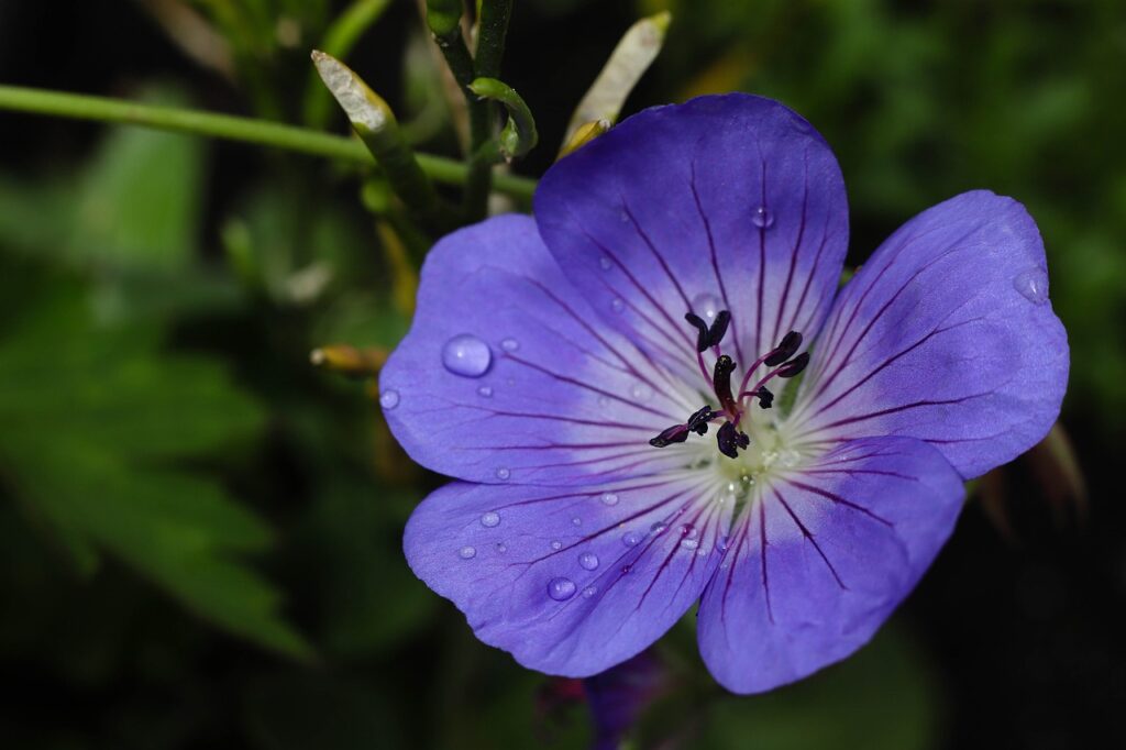 Geranium rozanne bullet proof plant