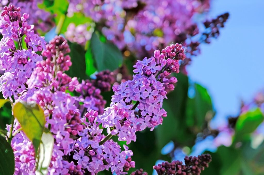 A pink lilac shrub