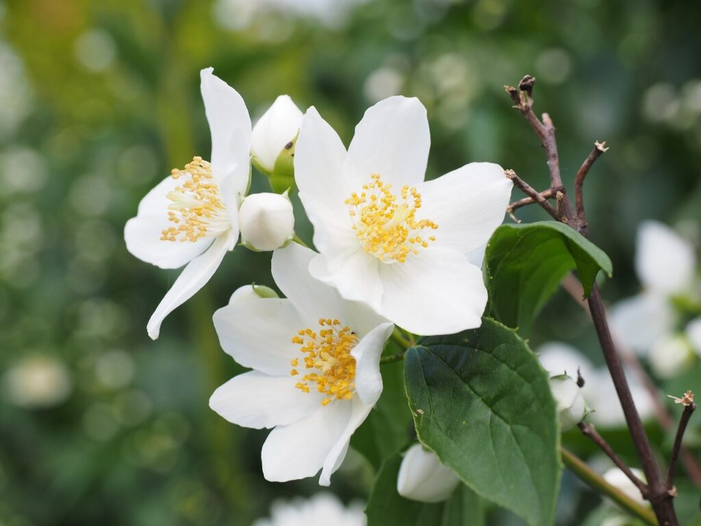 Mock orange shrub for a rental property