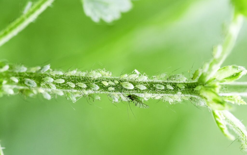 How to get rid of greenfly