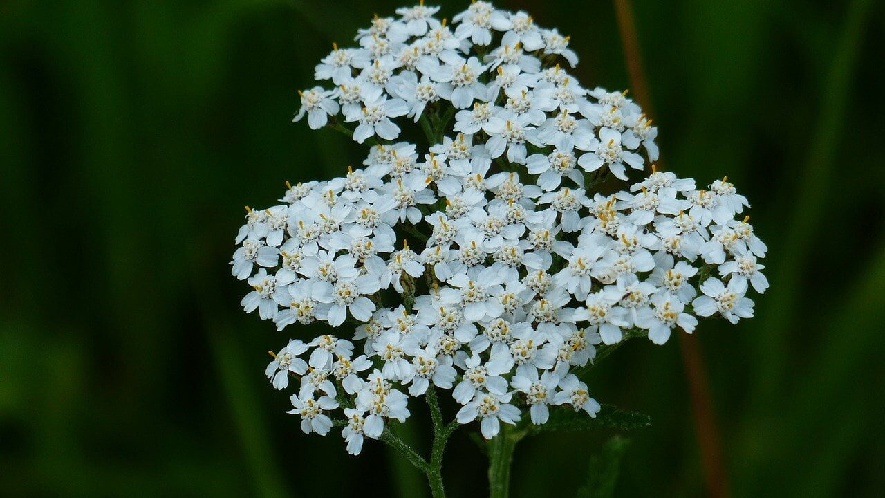 Yarrow Achillea wildflower meadow