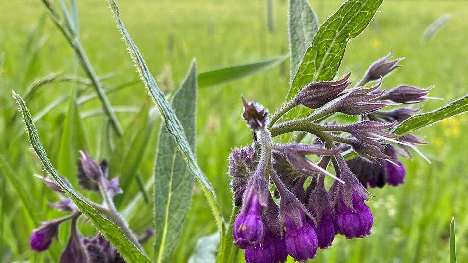 The flowers of the comfrey plant