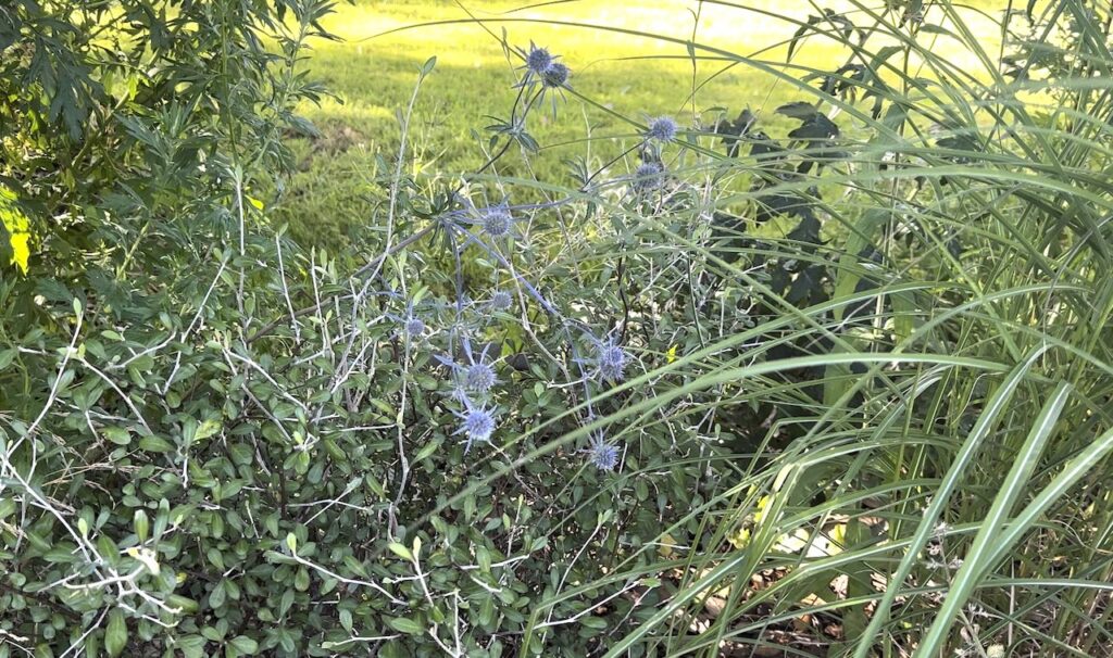 Monochromatic planting scheme