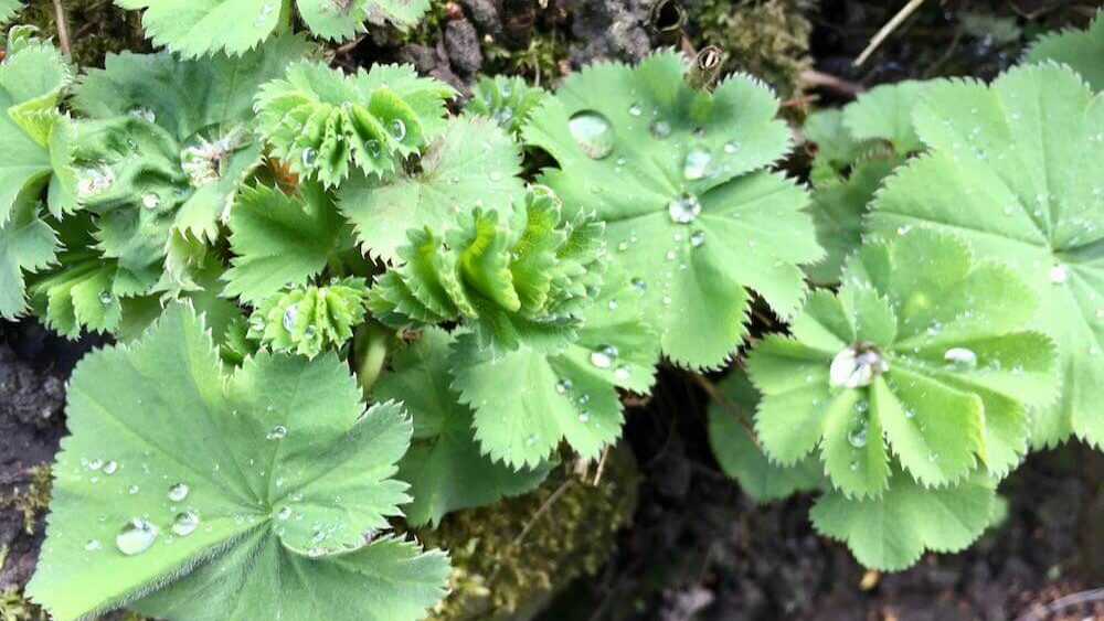 Alchemilla mollis with rain water on its leavs