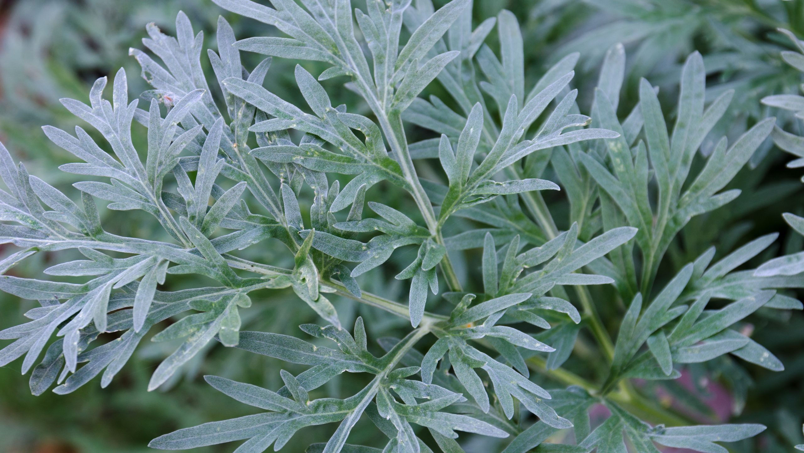 Wormwood herbaceous perennial plant