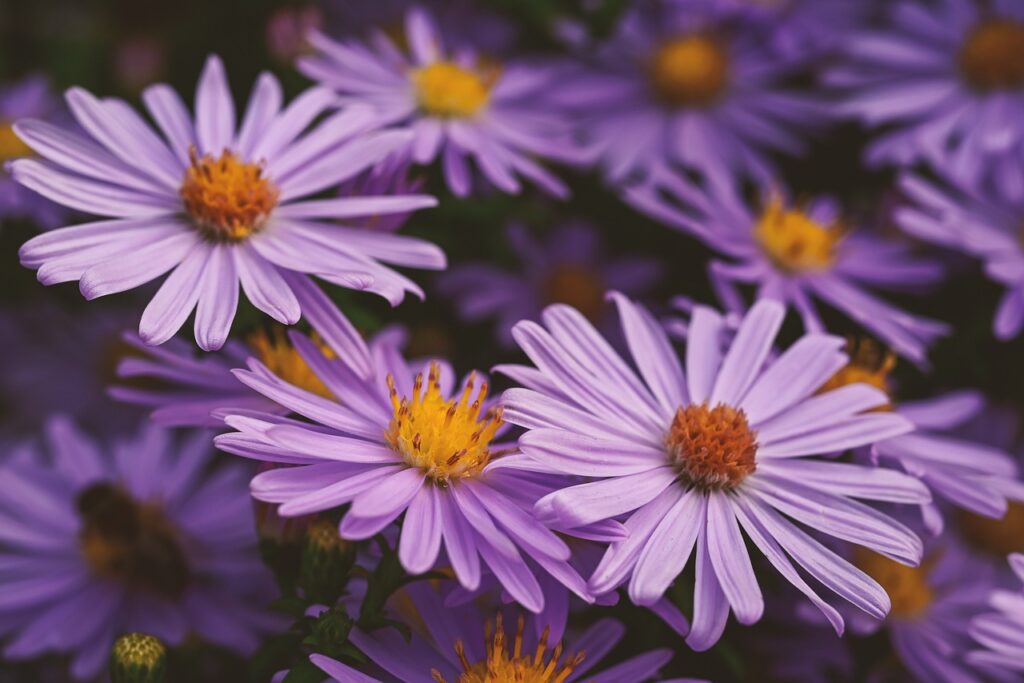 Autumn flowering plants asters