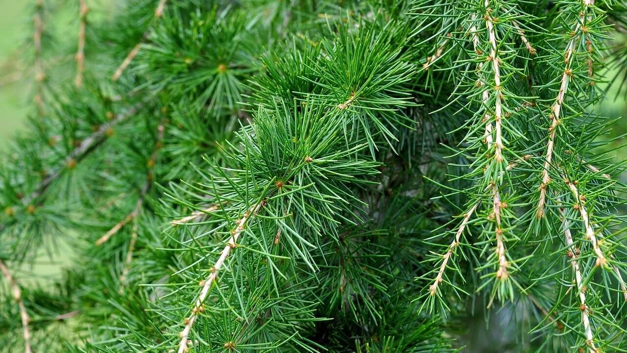 Cedar for smudging