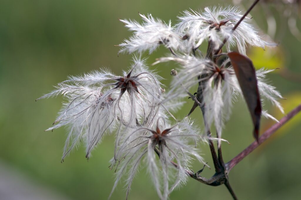 Clematis growing guide