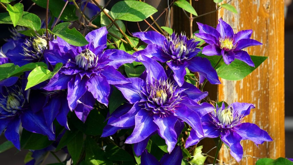 Dark purple clematis