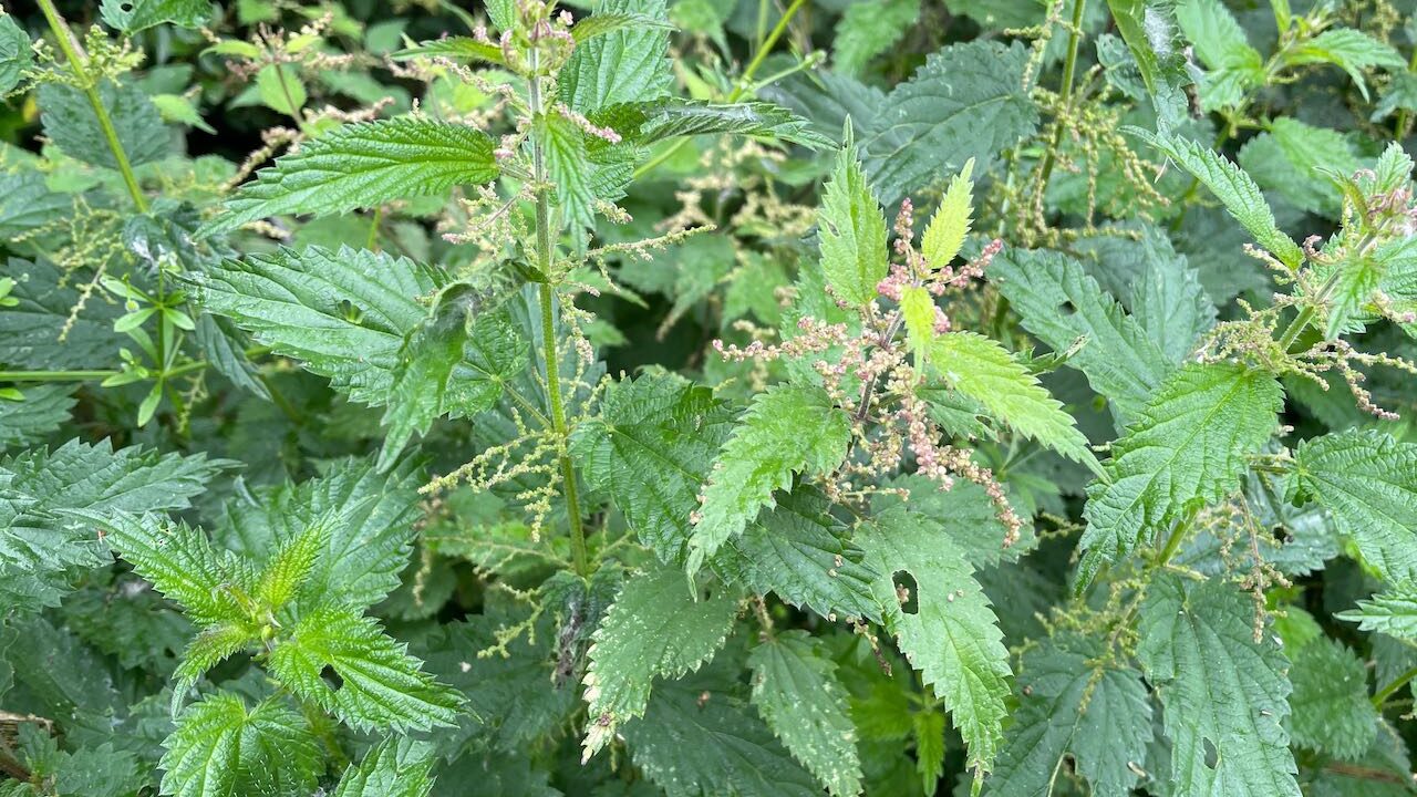 Common stinging nettles