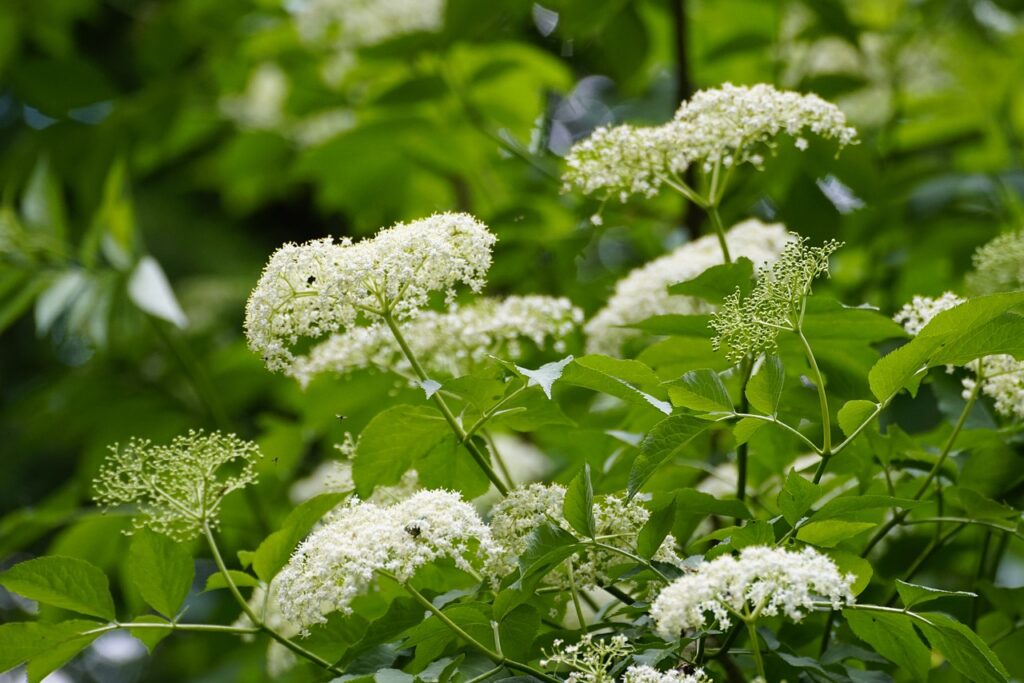 Sambucus tree in flower