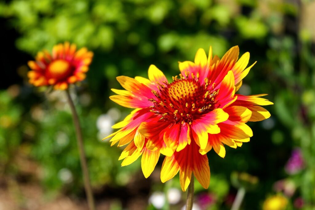 Gaillardia autumn flowers